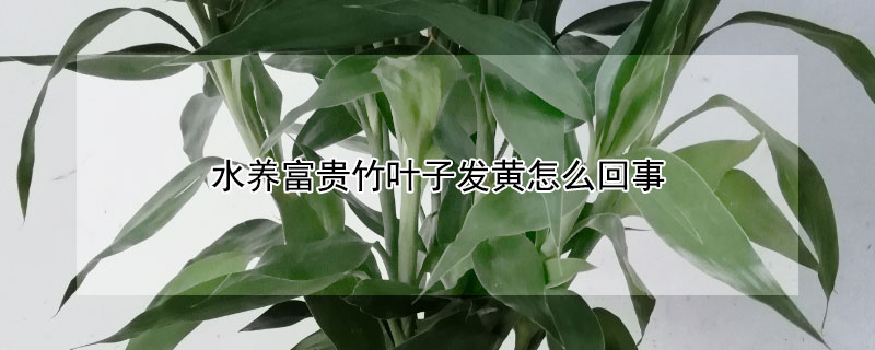 水养富贵竹叶子发黄怎么回事 水养富贵竹叶子发黄是什么原因