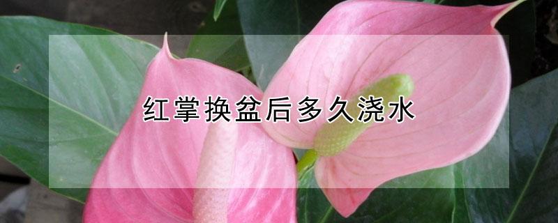 红掌换盆后多久浇水（刚换盆的红掌几天能缓过来）