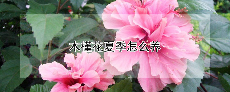 木槿花夏季怎么养（盆栽木槿花冬天怎么养）