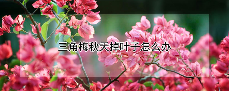 三角梅秋天掉叶子怎么办 三角梅到秋天就掉光叶子怎么回事?