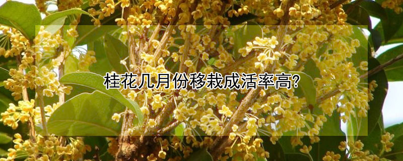 桂花几月份移栽成活率高?（桂花啥时候移栽）