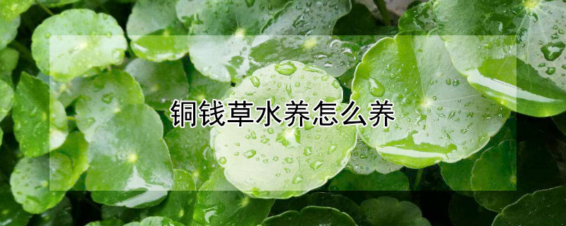 铜钱草水养怎么养（铜钱草水养怎么养比较茂盛）