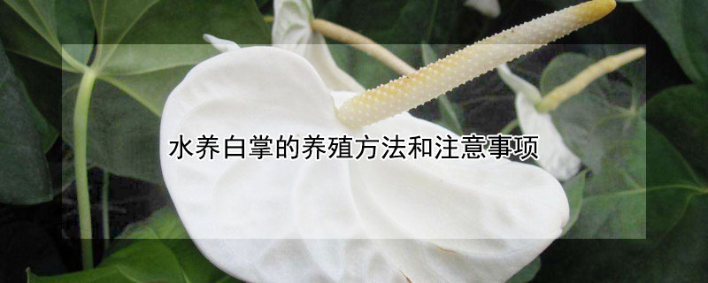 水养白掌的养殖方法和注意事项（白掌的养殖方法和注意事项）
