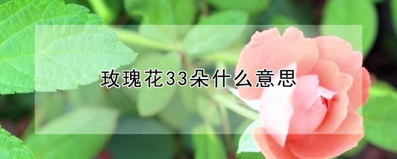 玫瑰花33朵什么意思(红玫瑰花33朵是什么意思)