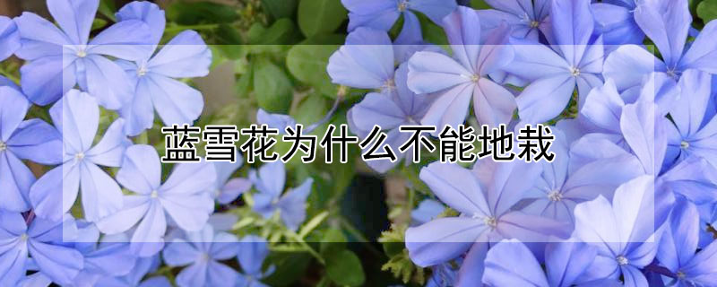 蓝雪花为什么不能地栽 蓝雪花怎么栽种