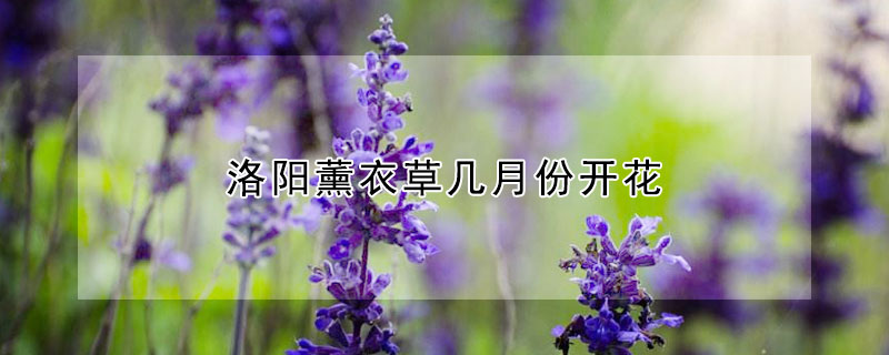 洛阳薰衣草几月份开花（薰衣草几月开花?）