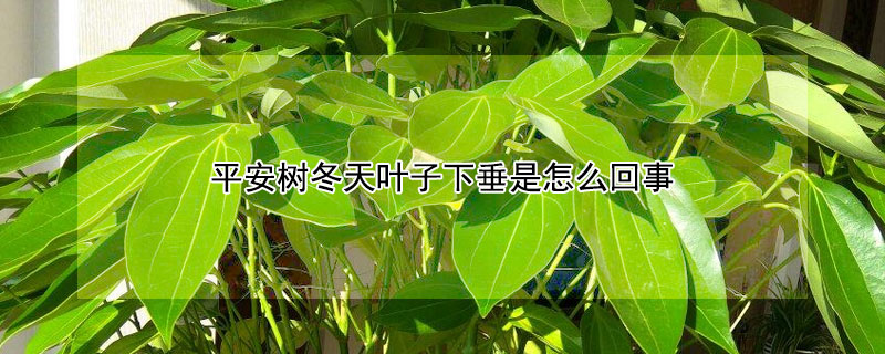 平安树冬天叶子下垂是怎么回事 平安树夏天叶子下垂是什么原因,怎么补救