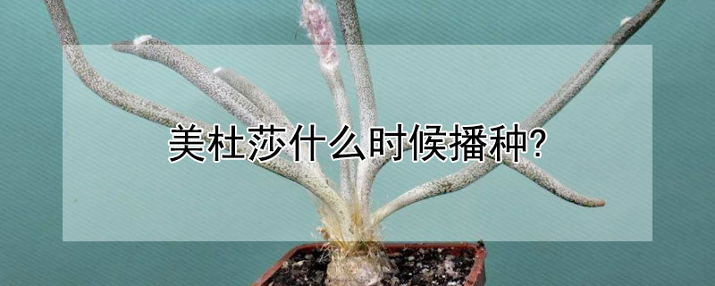 美杜莎什么时候播种? 美杜莎播种温度