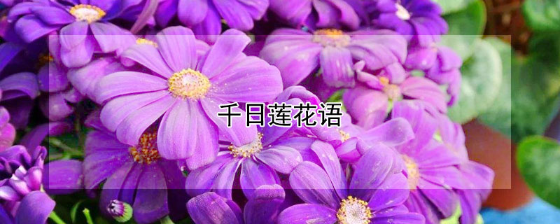 千日莲花语（莲花,花语）