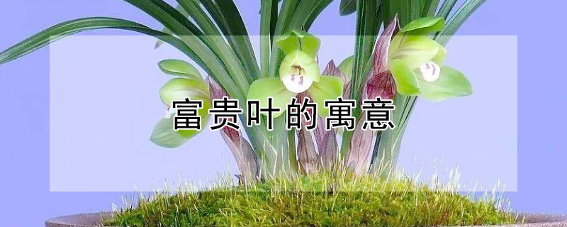 富贵叶的寓意（绿植富贵叶的寓意）