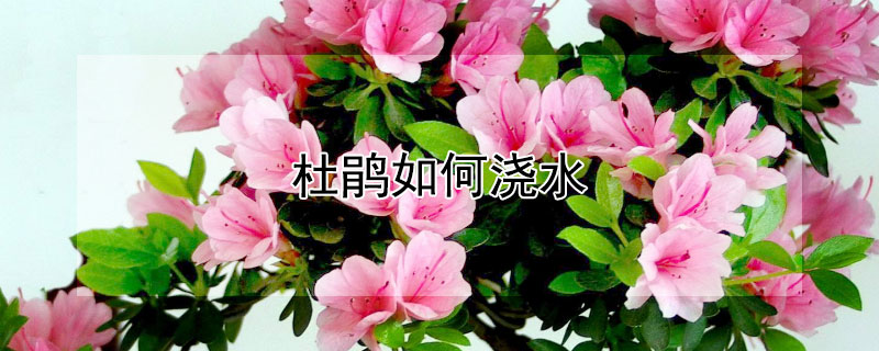 杜鹃如何浇水(杜鹃花的浇水方法技巧)