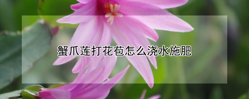 蟹爪莲打花苞怎么浇水施肥（蟹爪莲开花可以浇水吗）