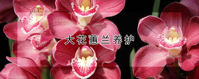 大花蕙兰养护 大花蕙兰养护视频