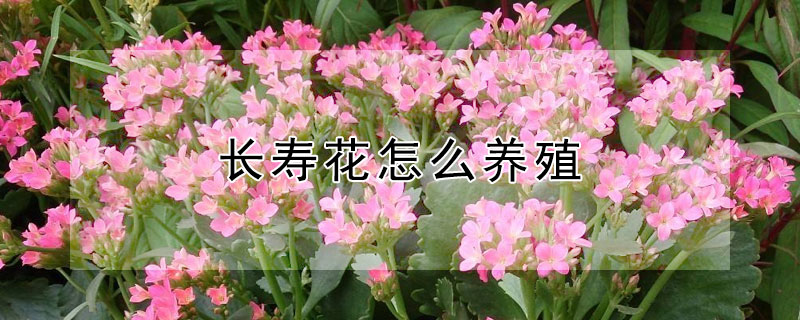 长寿花怎么养殖（室内长寿花怎么养殖）