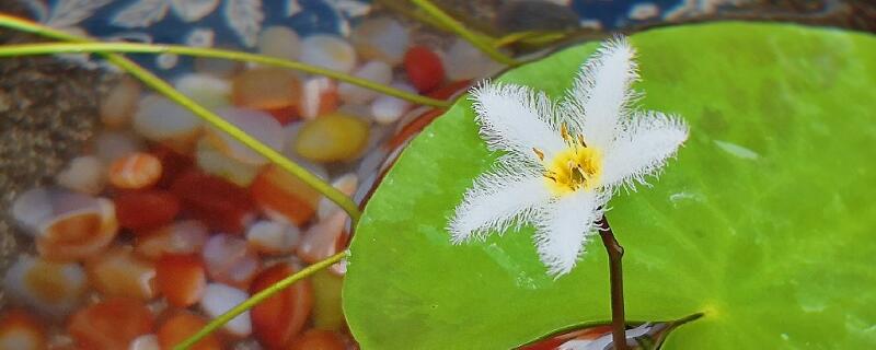 一叶莲花语（一叶莲花语,数秋不知白）