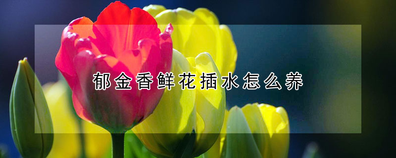 郁金香鲜花插水怎么养（郁金香鲜花插瓶水养方法）