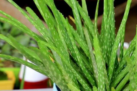 芦荟冬天冻软后咋补救