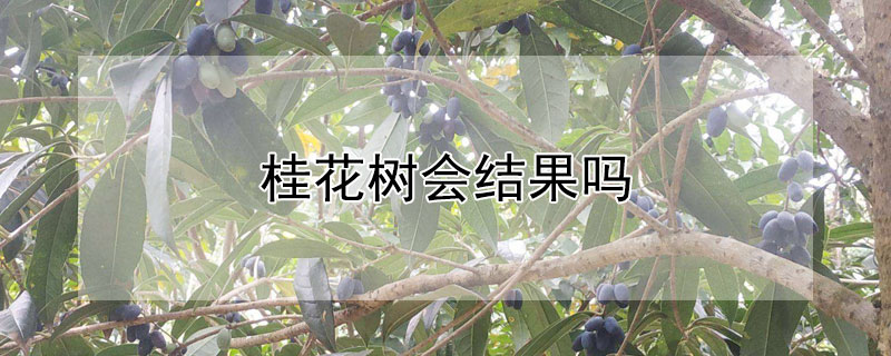 桂花树会结果吗（桂花树为什么会结果呢）