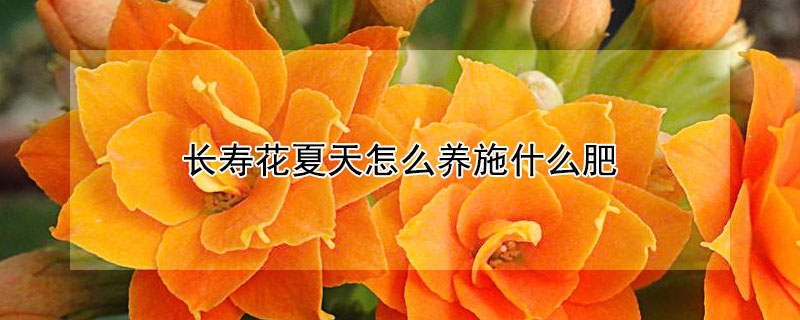 长寿花夏天怎么养施什么肥（长寿花夏天需要施肥吗）
