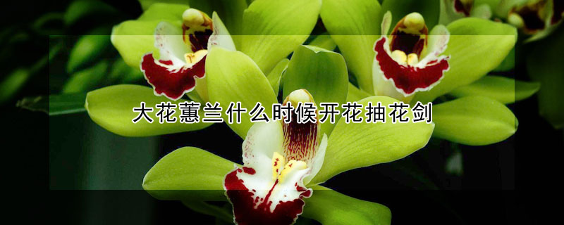 大花蕙兰什么时候开花抽花剑（蕙兰什么时候长花剑）
