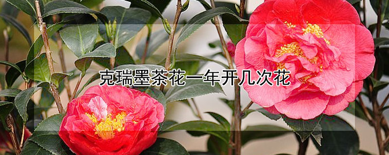 克瑞墨茶花一年开几次花 克瑞墨茶花单朵花能开几天