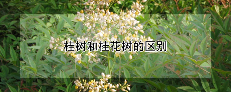 桂树和桂花树的区别 桂花与桂花树的区别