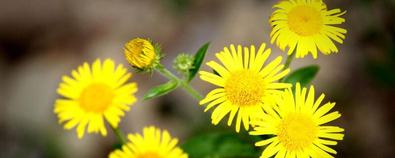 黄色菊花花语 黄色菊花花语是什么意思 寓意