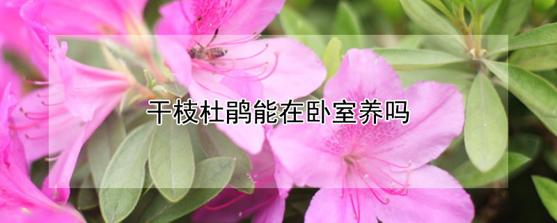 干枝杜鹃能在卧室养吗（家里养干枝杜鹃好不好）