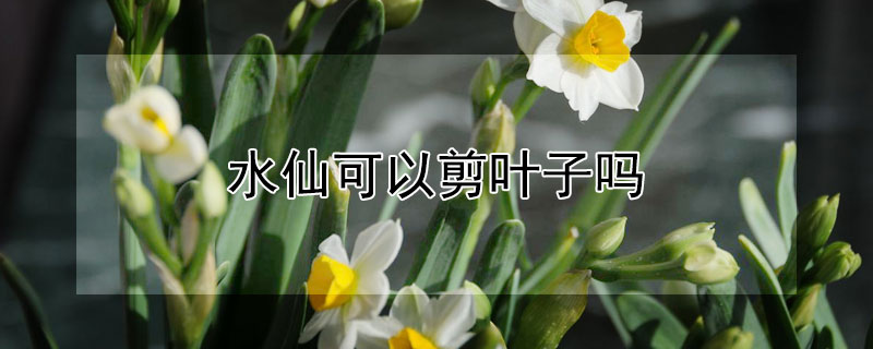 水仙可以剪叶子吗（水仙叶子太长可以剪吗）