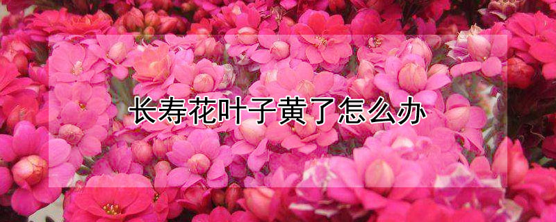 长寿花叶子黄了怎么办（长寿花叶子发黄掉叶子怎么回事）