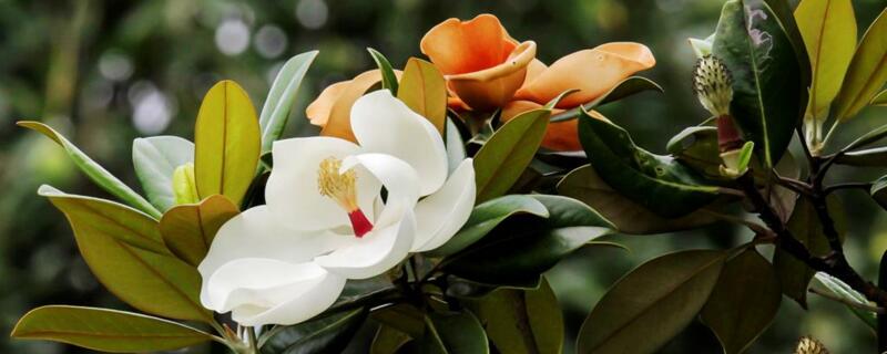 荷花玉兰花语 荷花玉兰花语能说代表爱情吗?