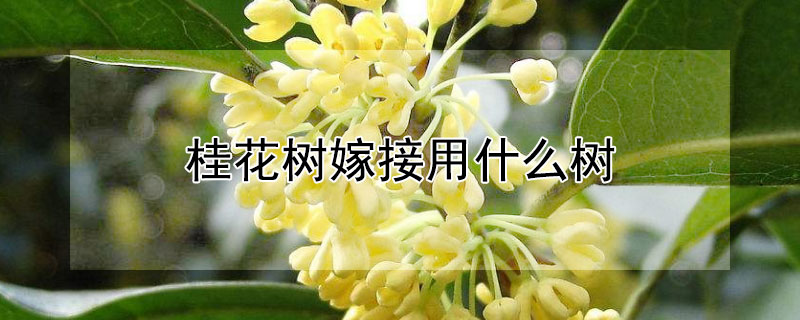 桂花树嫁接用什么树 桂花树拿什么树嫁接