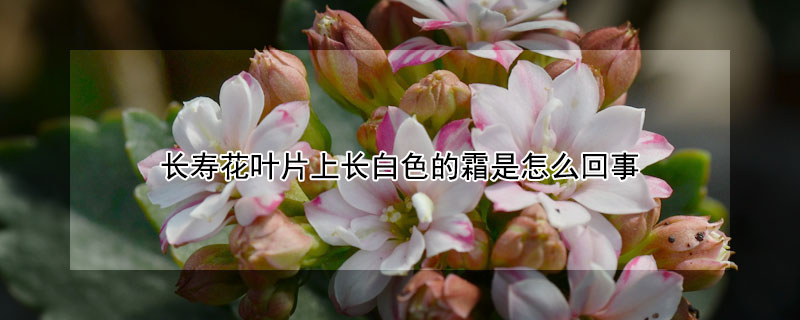 长寿花叶片上长白色的霜是怎么回事 长寿花叶片上长白色的霜是怎么回事用什么药