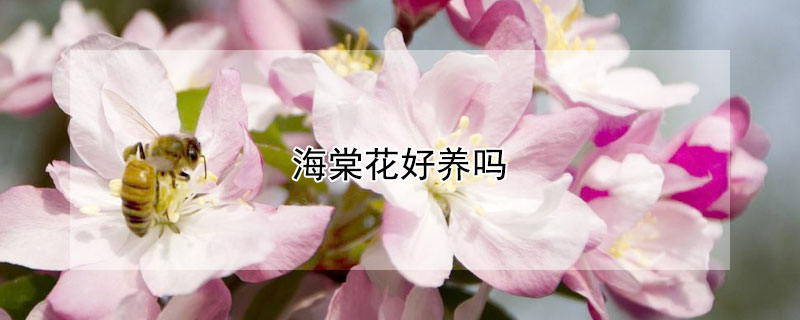 海棠花好养吗（四季海棠花好养吗）