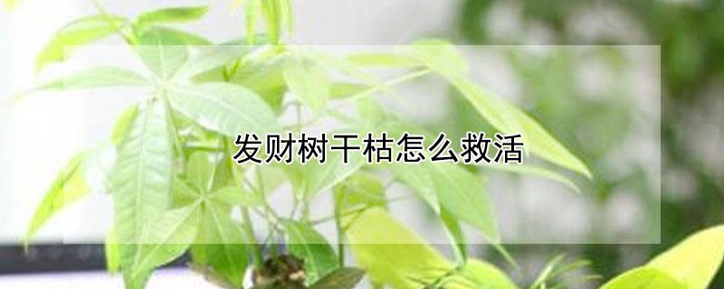 发财树干枯怎么救活（发财树枯了用什么可以救活）