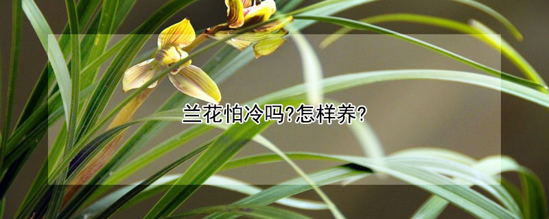 兰花怕冷吗?怎样养?（兰花怕低温吗）