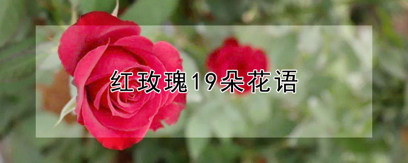 红玫瑰19朵花语（19朵红色玫瑰花的花语）