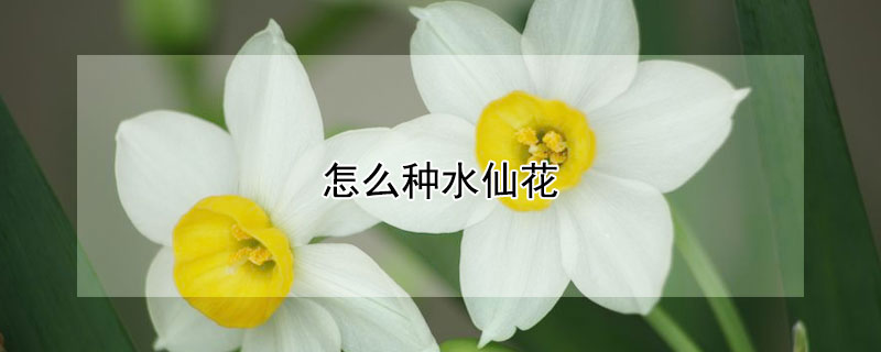 怎么种水仙花（怎么种水仙花球）