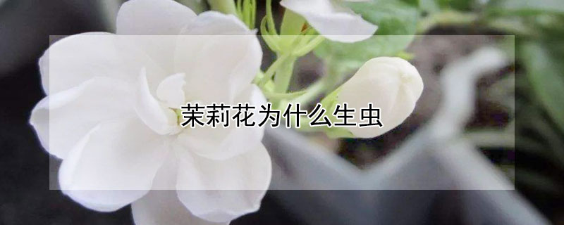 茉莉花为什么生虫 茉莉花为什么生虫子