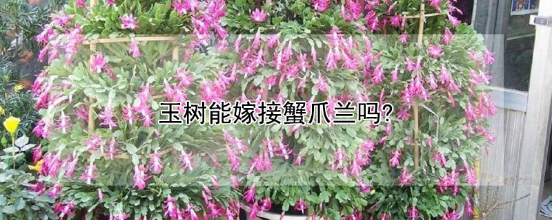 玉树能嫁接蟹爪兰吗?（玉树可以嫁接蟹爪兰吗）