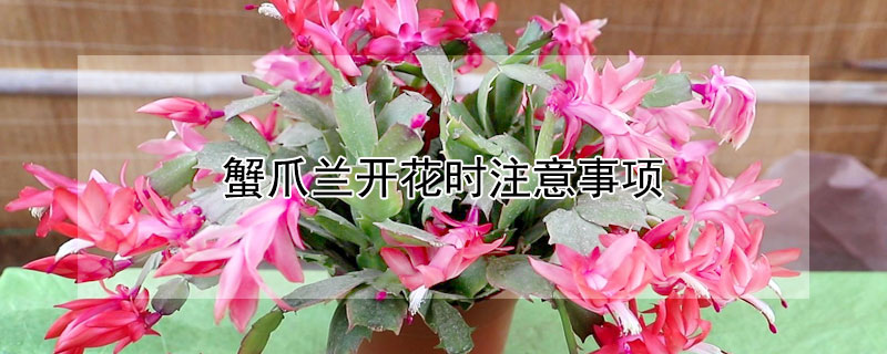 蟹爪兰开花时注意事项 蟹爪兰花期注意事项