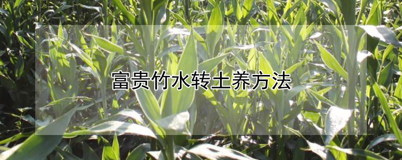 富贵竹水转土养方法 富贵竹怎么水转土