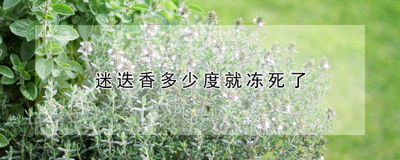 迷迭香多少度就冻死了 迷迭香零下十几度会冻死