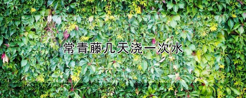 常青藤几天浇一次水 常青藤几天浇一次水哦
