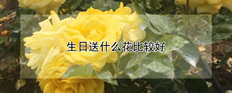 生日送什么花比较好（父亲生日送什么花比较好）