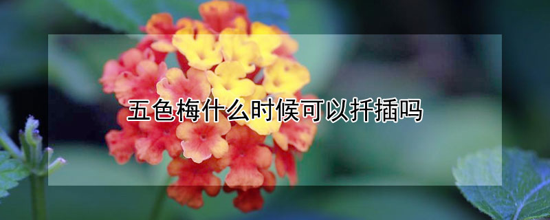 五色梅什么时候可以扦插吗 五色梅怎么扦插成活率高