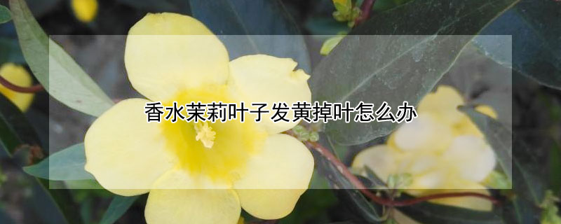 香水茉莉叶子发黄掉叶怎么办 香水茉莉花叶子发黑发黄