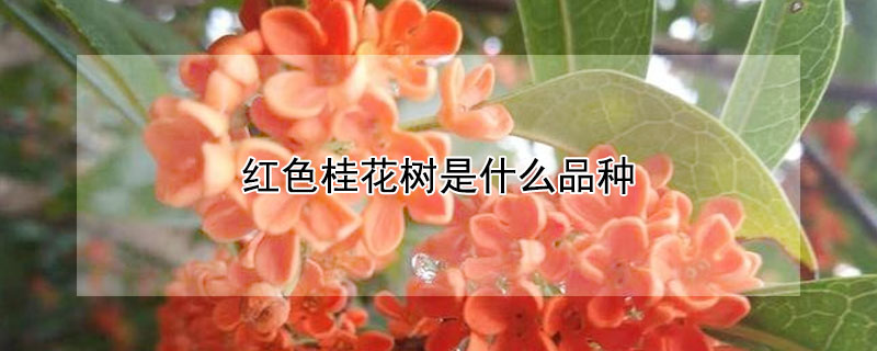 红色桂花树是什么品种（黄色桂花树是什么品种）