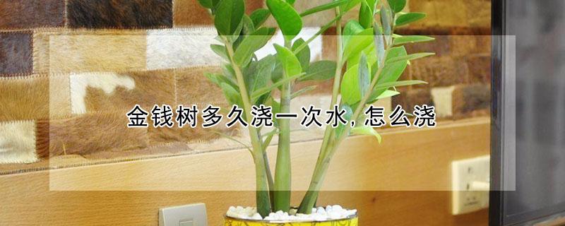 金钱树多久浇一次水,怎么浇（金钱树要多久才浇一次水?）