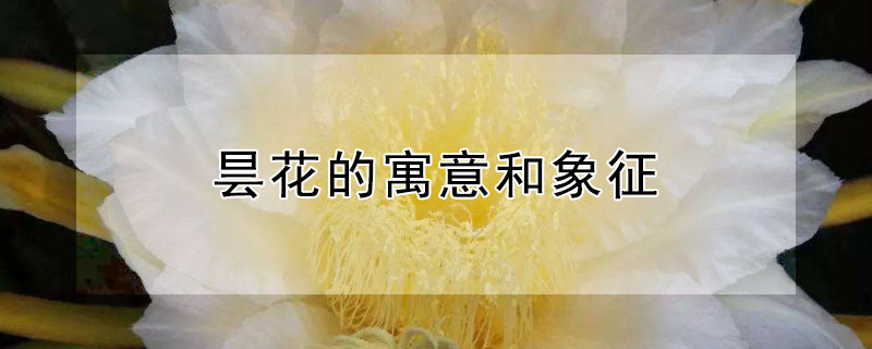 昙花的寓意和象征（昙花的寓意和象征意义语花语）